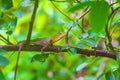 Lizards geckos iguanas reptiles nature on stone rock branch Thailand Royalty Free Stock Photo