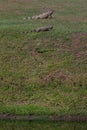 Lizards on grass in Costa Rica Royalty Free Stock Photo