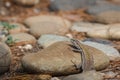 Lizards hiding on the ruins of Aci Castello castle