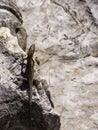Lizards hiding on the ruins of Ancient Messini, Greece Royalty Free Stock Photo