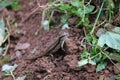 Lizards in kerala every can see