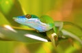 Lizards on leaf