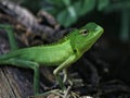 Lizards in nature Royalty Free Stock Photo