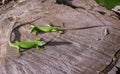 LizardS in nature. Royalty Free Stock Photo