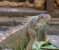 Lizards in a protected enviroment Royalty Free Stock Photo