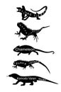 Lizards reptile set symbols. Frilled lizard symbol. Pet iguana silhouette.