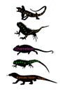 Lizards reptile set symbols. Frilled lizard symbol. Pet iguana silhouette. Chameleon shape shadow. Komodo dragon vector silhouette