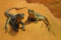 Lizards on a Rock Royalty Free Stock Photo