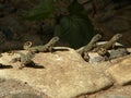 Lizards on rock