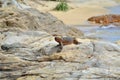 Lizards on rocks by the beach Royalty Free Stock Photo