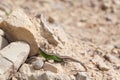 Lizards in the rocks Royalty Free Stock Photo