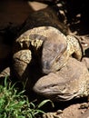 Lizards sunning on rock