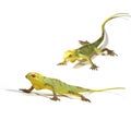 Lizards toys