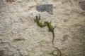Lizards on wall Royalty Free Stock Photo
