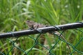 A gray color lizard on a fence.