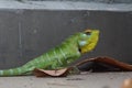 Closeup view of a green lizard.