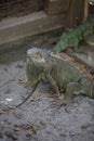 Lizards in a protected enviroment Royalty Free Stock Photo