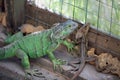 Lizards in a protected enviroment Royalty Free Stock Photo