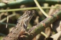 Brown color lizard with patters .