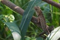 A brown color lizard on a tree