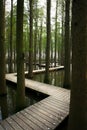 XINGHUA, CHINA: Lizhongshuishang forest or Li Zhong water forest is the natural ecological oxygen bar, is a good place for urban p