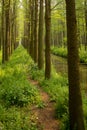 XINGHUA, CHINA: Lizhongshuishang forest or Li Zhong water forest is the natural ecological oxygen bar, is a good place for urban p