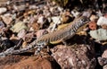 Lizzard in the Big Bend National Park