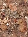 Lizzard camoflage against rocks