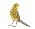 Lizzard canary Tweeting looking at camera, isolated