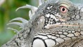Lizzard close up face tropical Royalty Free Stock Photo