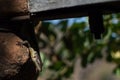 Lizzard Enjoying a Sunbath near Victoria Falls, Zambian Side Royalty Free Stock Photo