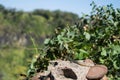 Lizzard Enjoying a Sunbath near Victoria Falls, Zambian Side Royalty Free Stock Photo