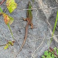 Lizzard green brown grey rock