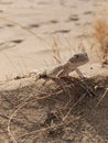 Lizzard on the sand hill Royalty Free Stock Photo