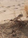 Lizzard on the sand hill