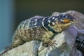 Lizzard resting on a rock Royalty Free Stock Photo