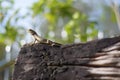 Lizzard rise Royalty Free Stock Photo