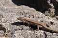 Lizzard on a rock Royalty Free Stock Photo