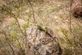 Lizzard on stone at sun Royalty Free Stock Photo