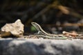 Lizzard in the sun Royalty Free Stock Photo