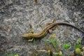 Lizzard in the sun