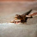 Lizzard in Sunshine Royalty Free Stock Photo