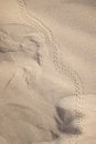 Tracks through the sand Royalty Free Stock Photo