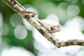 Lizzard on the tree Royalty Free Stock Photo