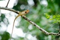 Lizzard on the tree Royalty Free Stock Photo