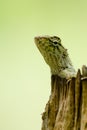 Lizzard on the tree Royalty Free Stock Photo