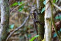 Lizzard on a tree Royalty Free Stock Photo