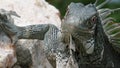 Lizzard tropical rock close up green dangerous sun