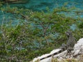 Lizzard tropical view green ocean chill sun Royalty Free Stock Photo