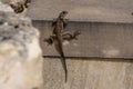 Lizzard on the wall Royalty Free Stock Photo